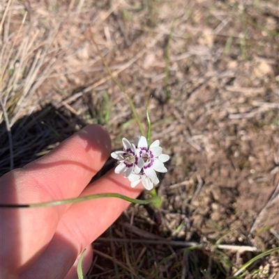 Wurmbea dioica subsp. dioica (Early Nancy) at Whitlam, ACT - 20 Sep 2025 by jklem621