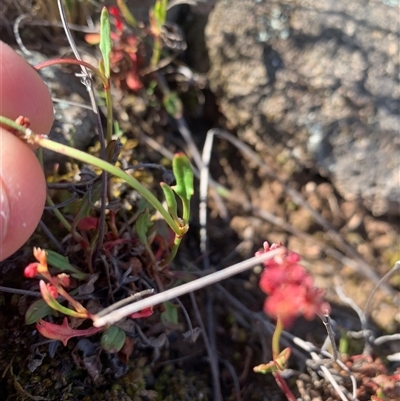 Rumex acetosella (Sheep Sorrel) at Whitlam, ACT - 20 Sep 2025 by jklem621