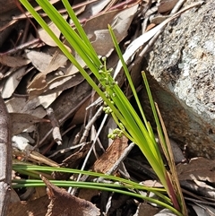Lomandra filiformis subsp. coriacea (Wattle Matrush) at Whitlam, ACT - 21 Sep 2025 by sangio7