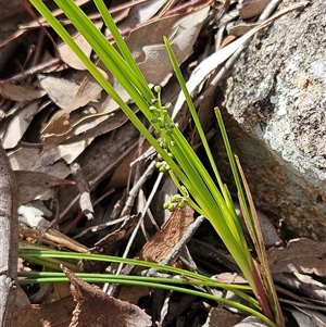 Lomandra filiformis subsp. coriacea (Wattle Matrush) at Whitlam, ACT - 21 Sep 2025 by sangio7