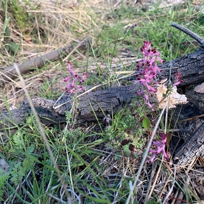 Fumaria muralis subsp. muralis (Wall Fumitory) at Whitlam, ACT - 20 Sep 2025 by jklem621