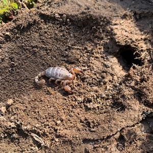 Urodacus manicatus (Black Rock Scorpion) at Whitlam, ACT - 20 Sep 2025 by jklem621