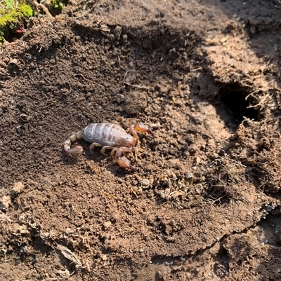 Urodacus manicatus (Black Rock Scorpion) at Whitlam, ACT - 20 Sep 2025 by jklem621