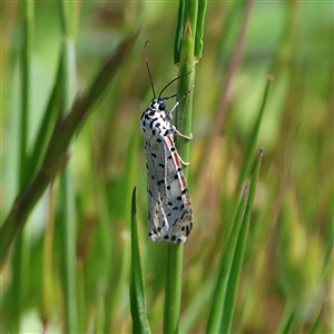 Utetheisa (genus) (A tiger moth) at Ganmain, NSW - 23 Sep 2025 by ChrisChapman