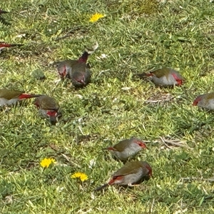 Neochmia temporalis (Red-browed Finch) at Conder, ACT - 22 Sep 2025 by RohanT