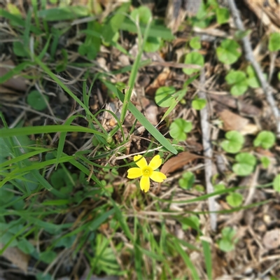 Unverified Other Wildflower or Herb at Lanitza, NSW - 24 Sep 2025 by Carolina