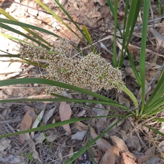 Lomandra multiflora at Lanitza, NSW - 24 Sep 2025 by Carolina