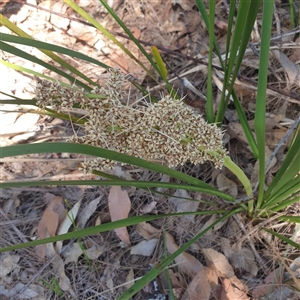 Lomandra multiflora at Lanitza, NSW - 24 Sep 2025 by Carolina
