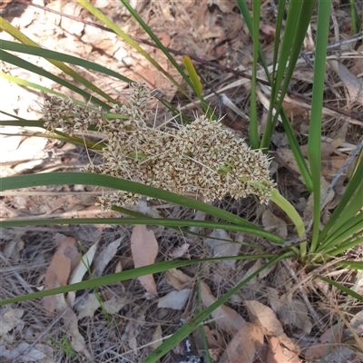 Lomandra multiflora at Lanitza, NSW - 24 Sep 2025 by Carolina