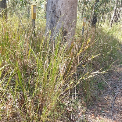 Unverified Grass at Lanitza, NSW - 24 Sep 2025 by Carolina