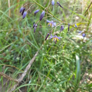 Unverified Lily or Iris at Lanitza, NSW - 24 Sep 2025 by Carolina