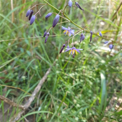 Unverified Lily or Iris at Lanitza, NSW - 24 Sep 2025 by Carolina