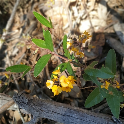 Unverified Climber or Mistletoe at Lanitza, NSW - 24 Sep 2025 by Carolina