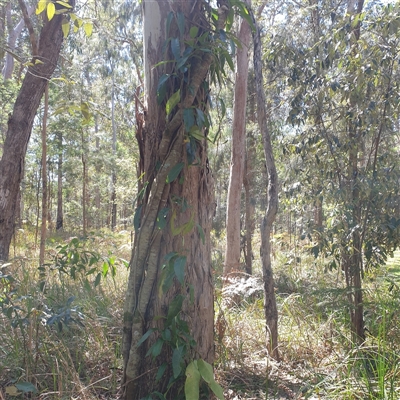 Unverified Climbers at Lanitza, NSW - 24 Sep 2025 by Carolina