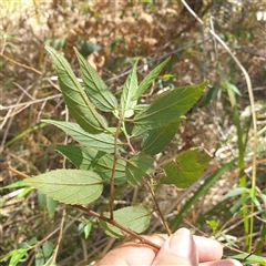 Unverified Other Shrub at Lanitza, NSW - 24 Sep 2025 by Carolina