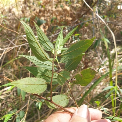 Unverified Other Shrub at Lanitza, NSW - 24 Sep 2025 by Carolina