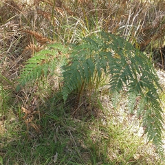 Pteridium esculentum at Lanitza, NSW - 24 Sep 2025 by Carolina