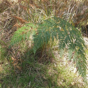 Pteridium esculentum at Lanitza, NSW - 24 Sep 2025 by Carolina