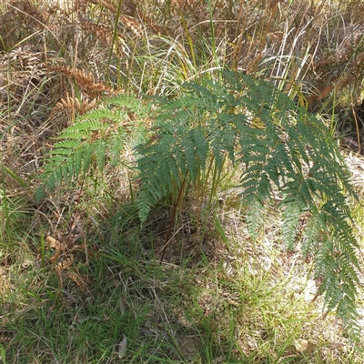 Pteridium esculentum at Lanitza, NSW - 24 Sep 2025 by Carolina