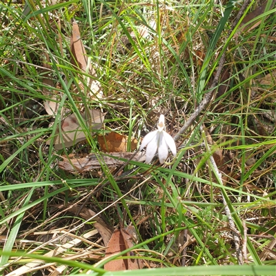 Unverified Orchid at Lanitza, NSW - 25 Sep 2025 by Carolina