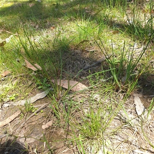 Unverified Rush, Sedge or Mat Rush at Lanitza, NSW - 25 Sep 2025 by Carolina