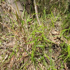 Unverified Grass at Lanitza, NSW - 25 Sep 2025 by Carolina