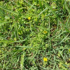 Unverified Other Wildflower or Herb at Lanitza, NSW - 25 Sep 2025 by Carolina