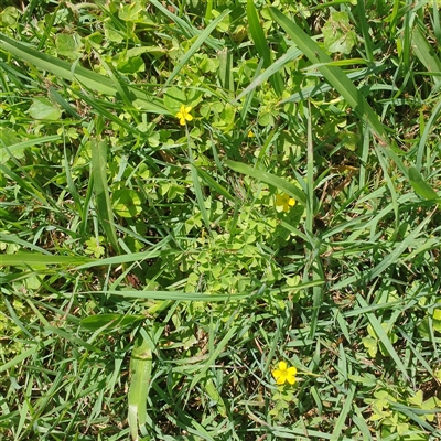 Unverified Other Wildflower or Herb at Lanitza, NSW - 25 Sep 2025 by Carolina