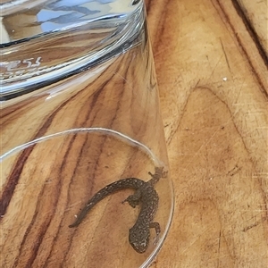 Christinus marmoratus (Southern Marbled Gecko) at Campbell, ACT - 25 Sep 2025 by DGalwey