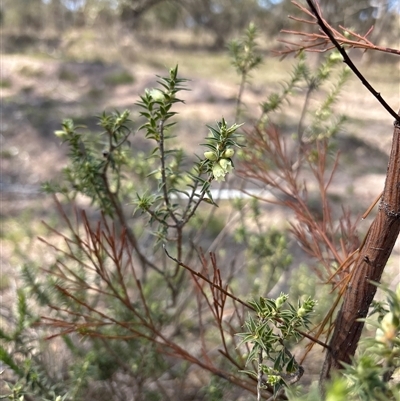 Melichrus urceolatus (Urn Heath) at Richardson, ACT - 25 Sep 2025 by KaiDewPHD