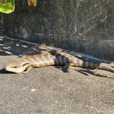 Tiliqua scincoides scincoides (Eastern Blue-tongue) at Sawyers Gully, NSW - 25 Sep 2025 by LeeMears