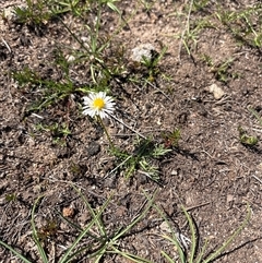 Calotis anthemoides (Chamomile Burr-daisy) at Richardson, ACT - 25 Sep 2025 by KaiDewPHD