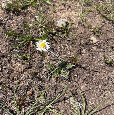 Calotis anthemoides (Chamomile Burr-daisy) at Richardson, ACT - 25 Sep 2025 by KaiDewPHD
