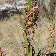 Daviesia mimosoides subsp. mimosoides at Pialligo, ACT - 26 Oct 2024 by MichaelBedingfield