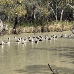 Pelecanus conspicillatus (Australian Pelican) at Maude, NSW - 25 Sep 2025 by JamieNariNari