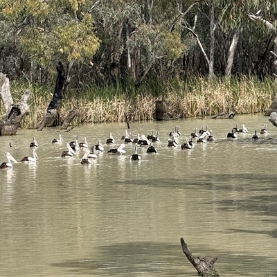 Pelecanus conspicillatus (Australian Pelican) at Maude, NSW - 25 Sep 2025 by JamieNariNari