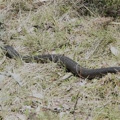 Austrelaps ramsayi (Highlands Copperhead) at Mount Clear, ACT - 24 Sep 2025 by JohnBundock
