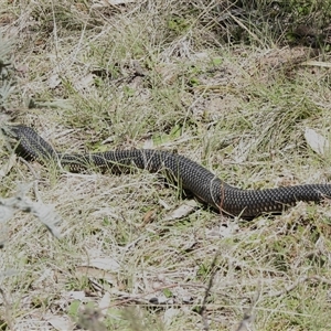 Austrelaps ramsayi (Highlands Copperhead) at Mount Clear, ACT - 24 Sep 2025 by JohnBundock