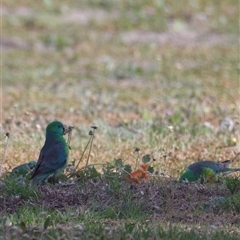 Psephotus haematonotus (Red-rumped Parrot) at Maude, NSW - 25 Sep 2025 by JamieNariNari