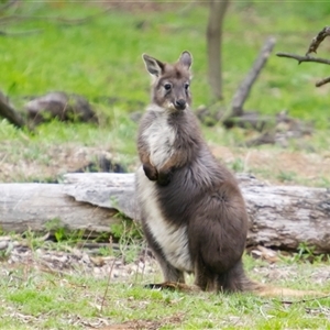 Osphranter robustus robustus (Eastern Wallaroo) at Cook, ACT - 24 Sep 2025 by Rheardy