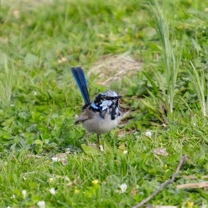 Malurus cyaneus (Superb Fairywren) at Cook, ACT - 24 Sep 2025 by Rheardy
