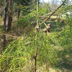 Unverified Other Tree at Lanitza, NSW - 25 Sep 2025 by Carolina