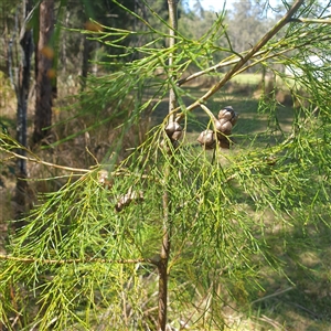 Unverified Other Tree at Lanitza, NSW - 25 Sep 2025 by Carolina