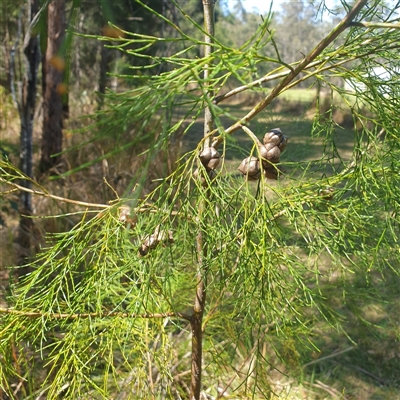Unverified Other Tree at Lanitza, NSW - 25 Sep 2025 by Carolina