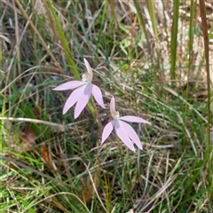 Caladenia carnea (Pink Fingers) at Lanitza, NSW - 25 Sep 2025 by Carolina