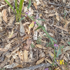 Unverified Climbers at Lanitza, NSW - 25 Sep 2025 by Carolina