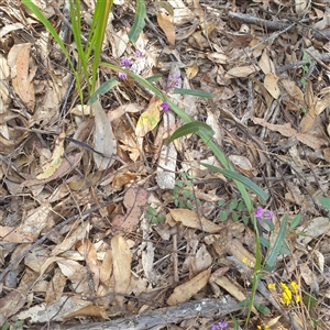 Unverified Climbers at Lanitza, NSW - 25 Sep 2025 by Carolina