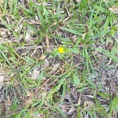 Unverified Other Wildflower or Herb at Lanitza, NSW - 25 Sep 2025 by Carolina