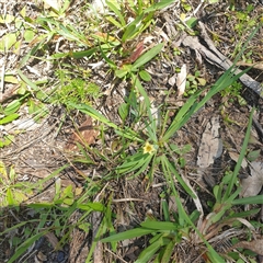Unverified Other Wildflower or Herb at Lanitza, NSW - 25 Sep 2025 by Carolina