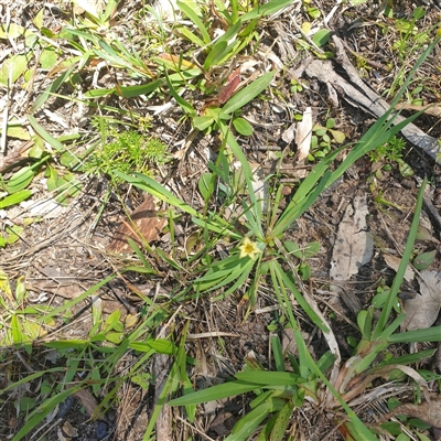 Unverified Other Wildflower or Herb at Lanitza, NSW - 25 Sep 2025 by Carolina